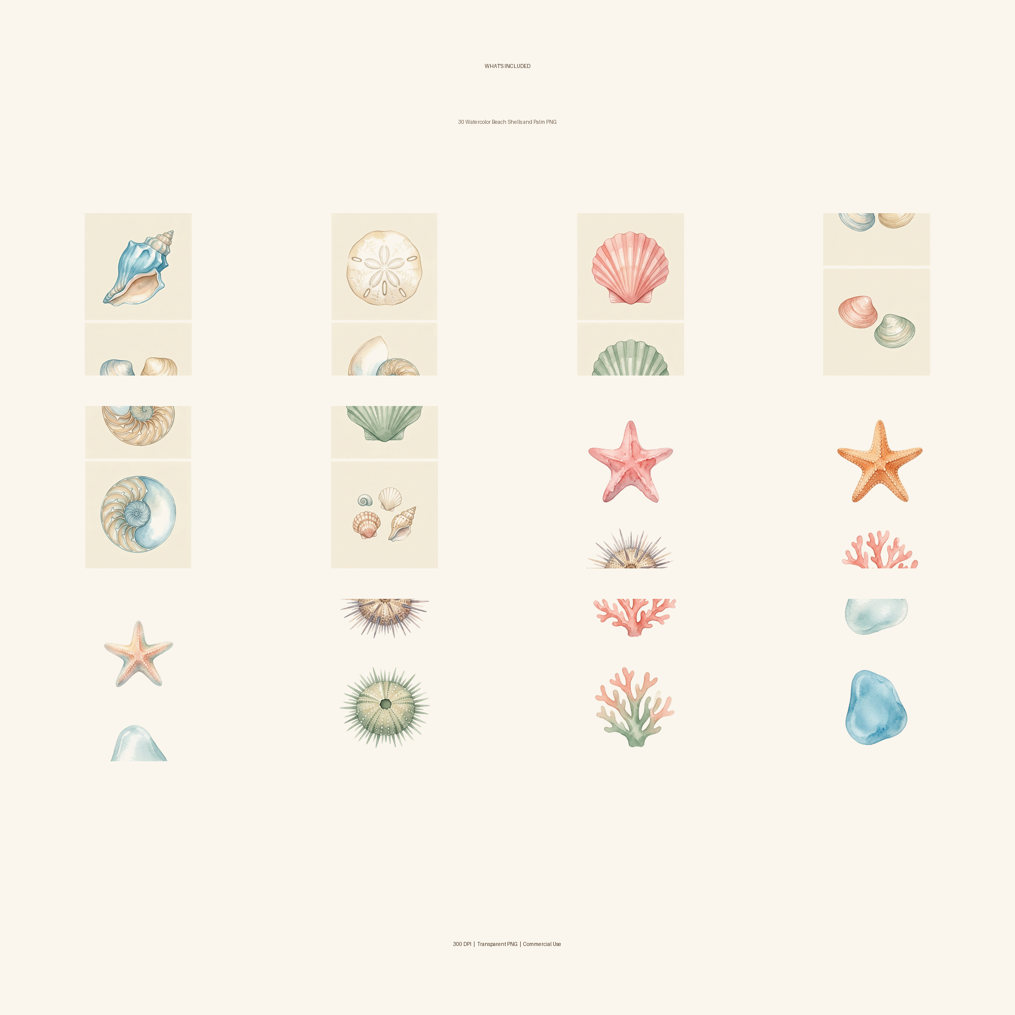 Watercolor Beach Shells and Palm Clipart, 30 PNG, Transparent Background, Commercial Use, Digital Download